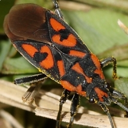 Spilostethus saxatilis